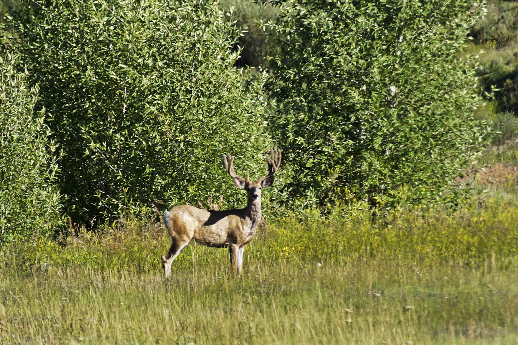 Elk River Ranch property picture 37 of 81