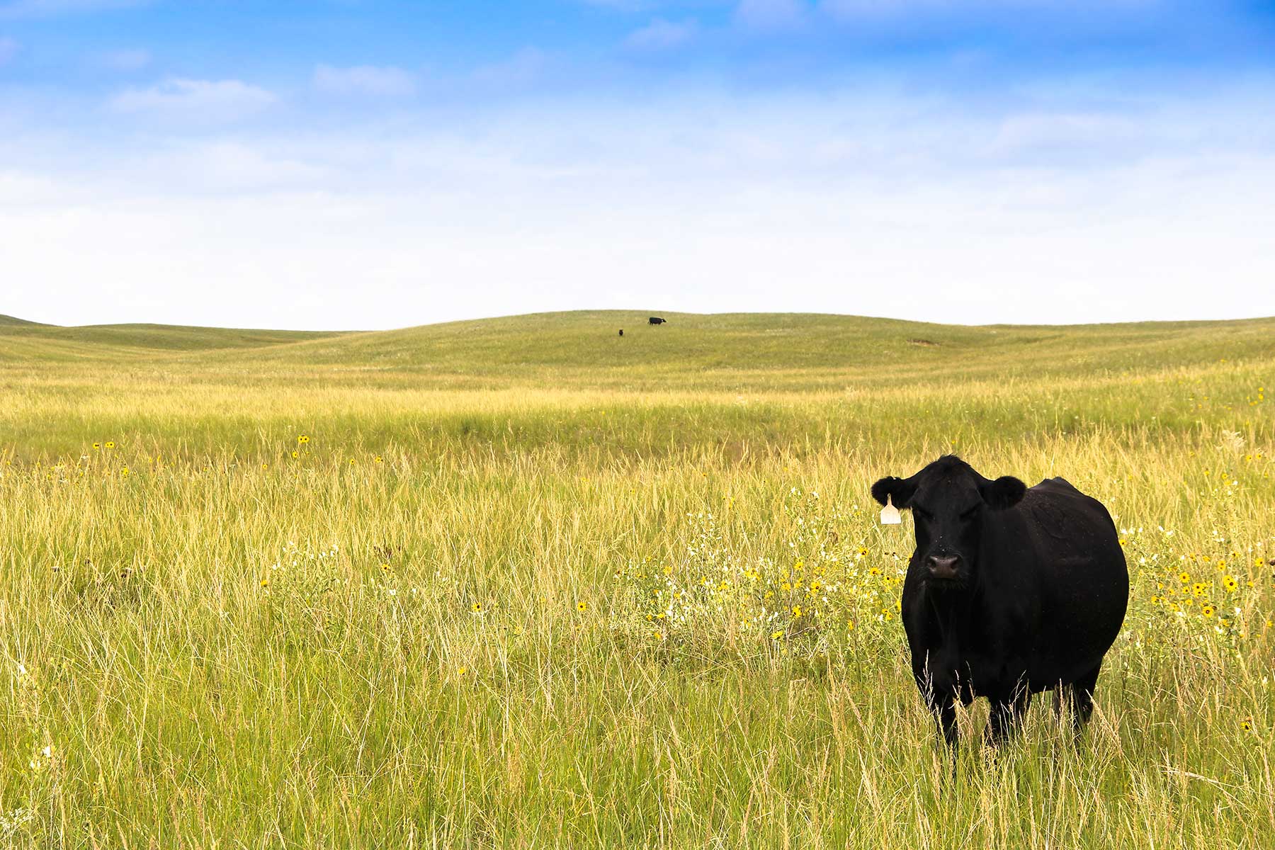 Bliss Ranch property picture 6 of 28