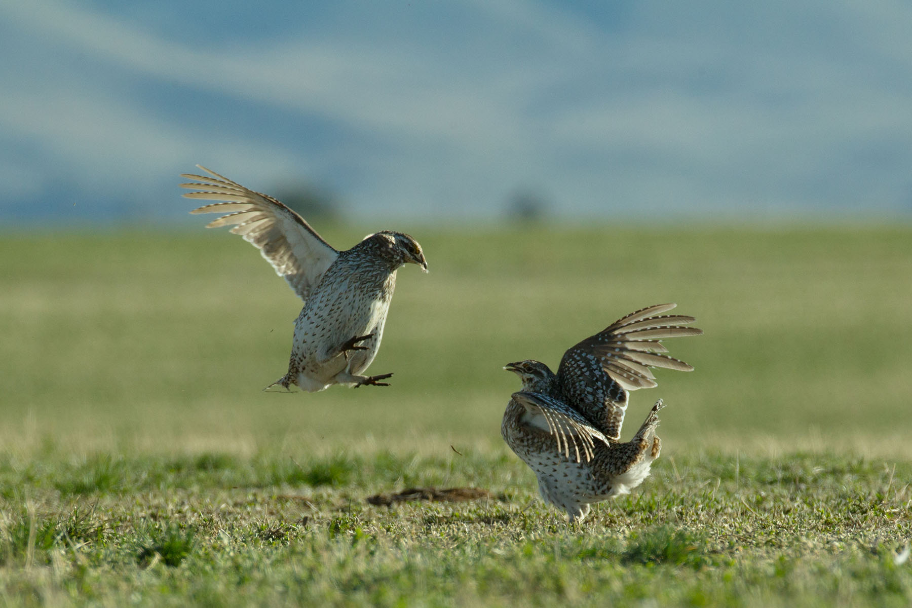 IX Ranch property picture 51 of 94