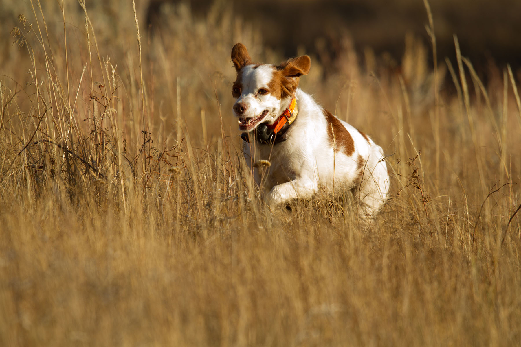 IX Ranch property picture 48 of 94