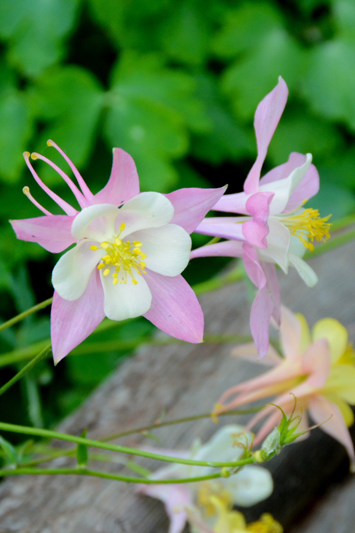 IX Ranch property picture 58 of 94