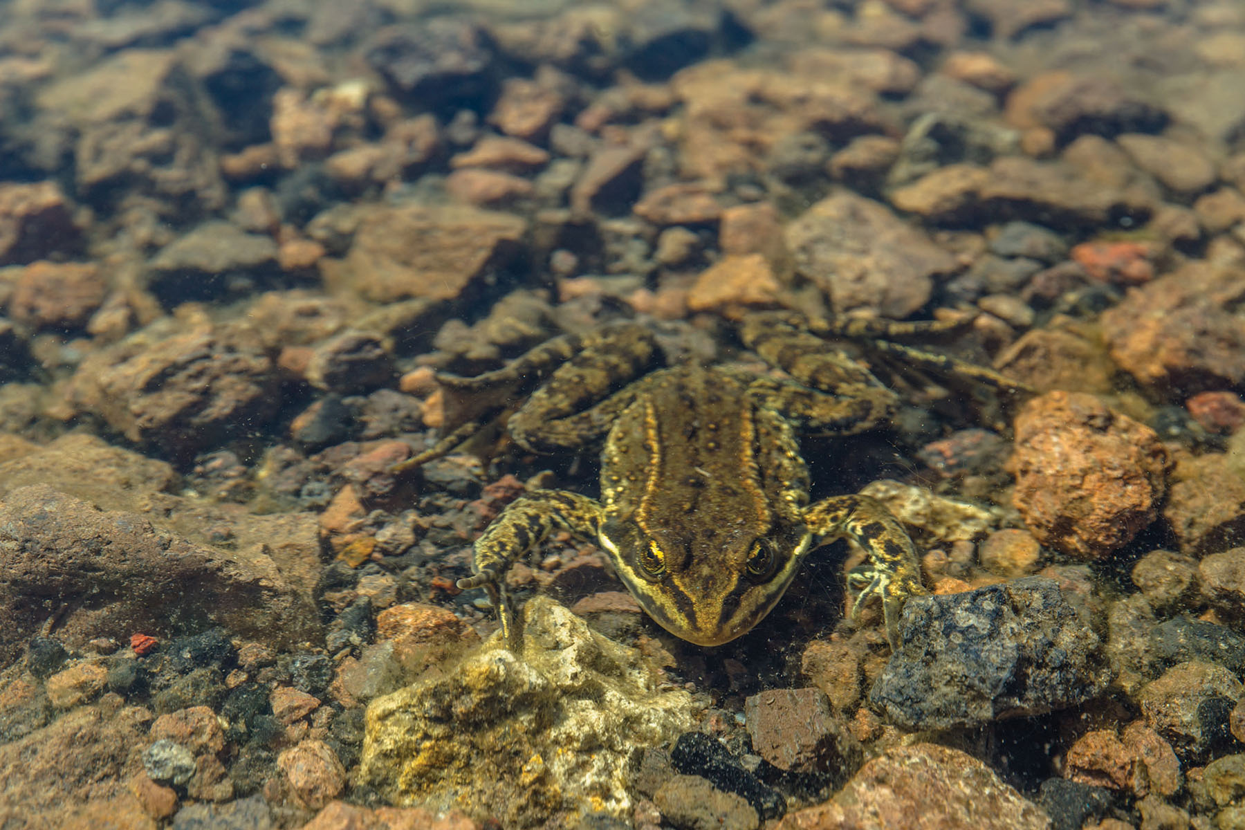 IX Ranch property picture 68 of 94