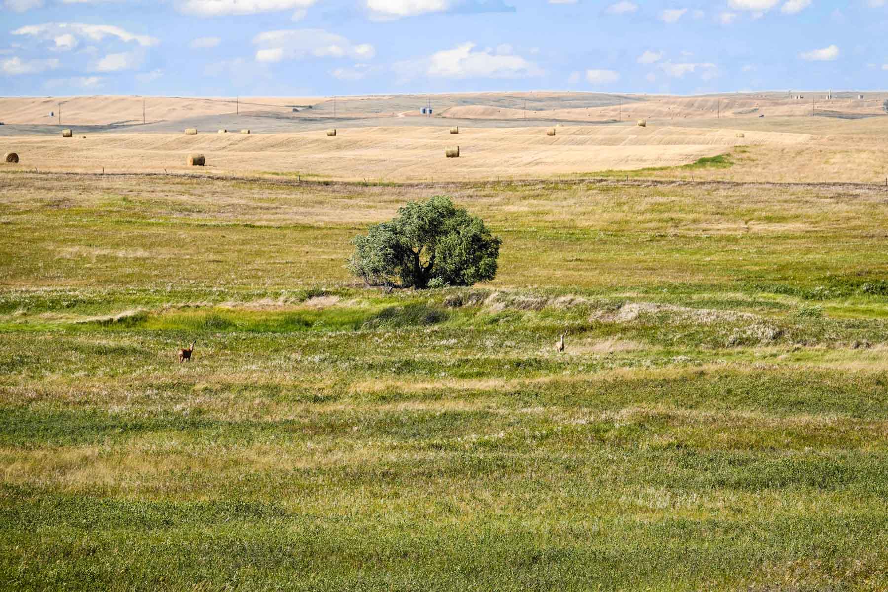 Sand Creek Bird Sanctuary property picture 39 of 59