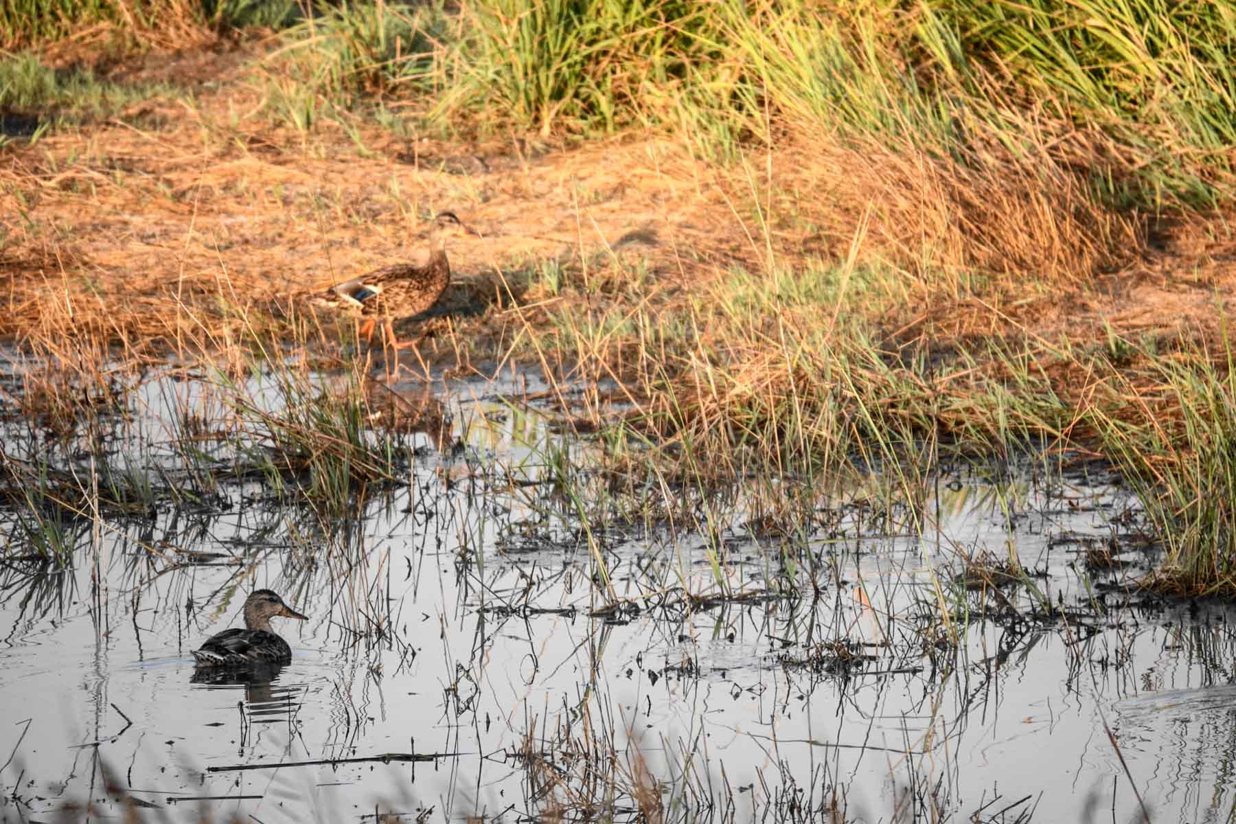 Sand Creek Bird Sanctuary Sold Montana Hall and Hall