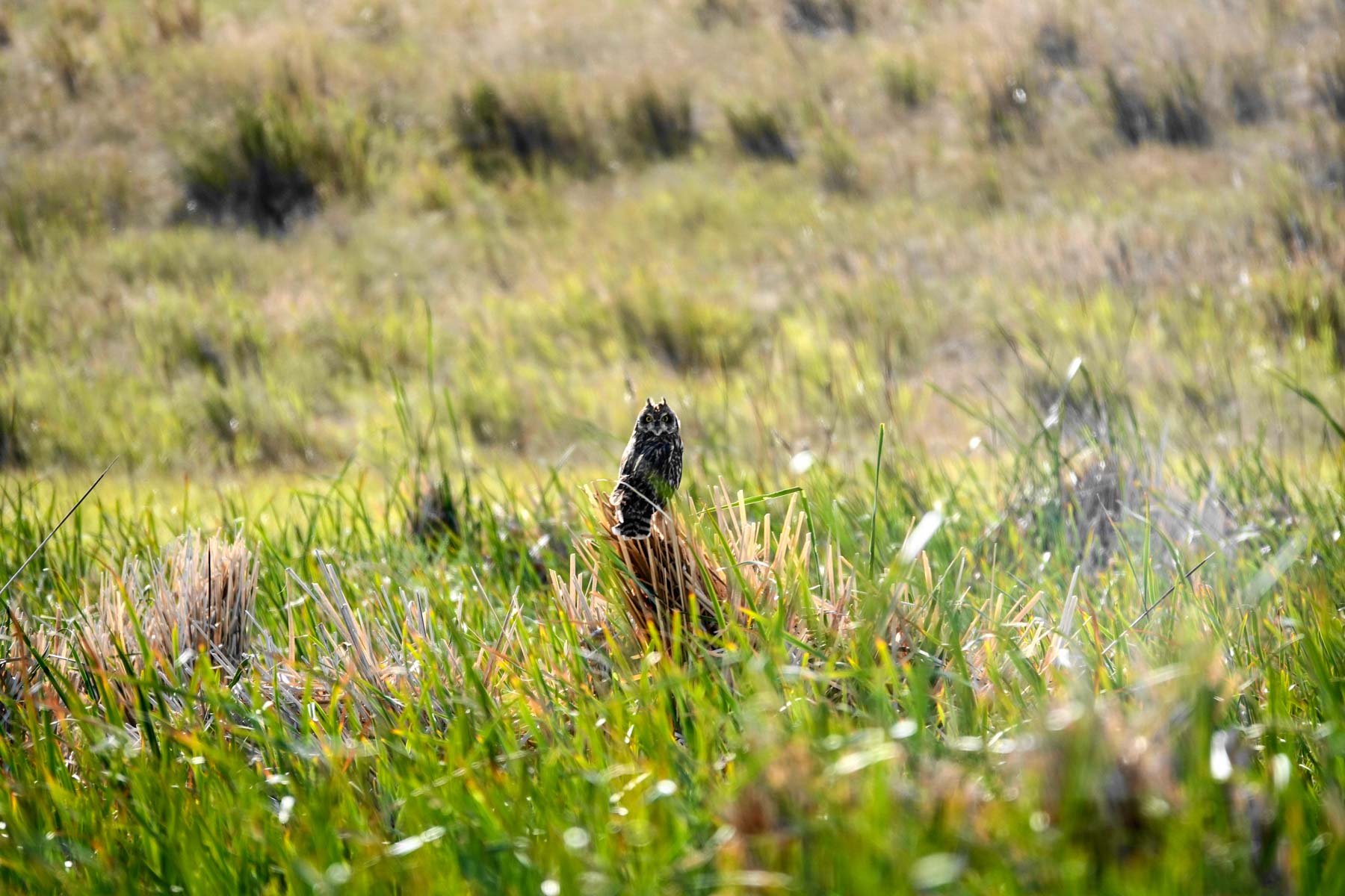 Sand Creek Bird Sanctuary property picture 41 of 59