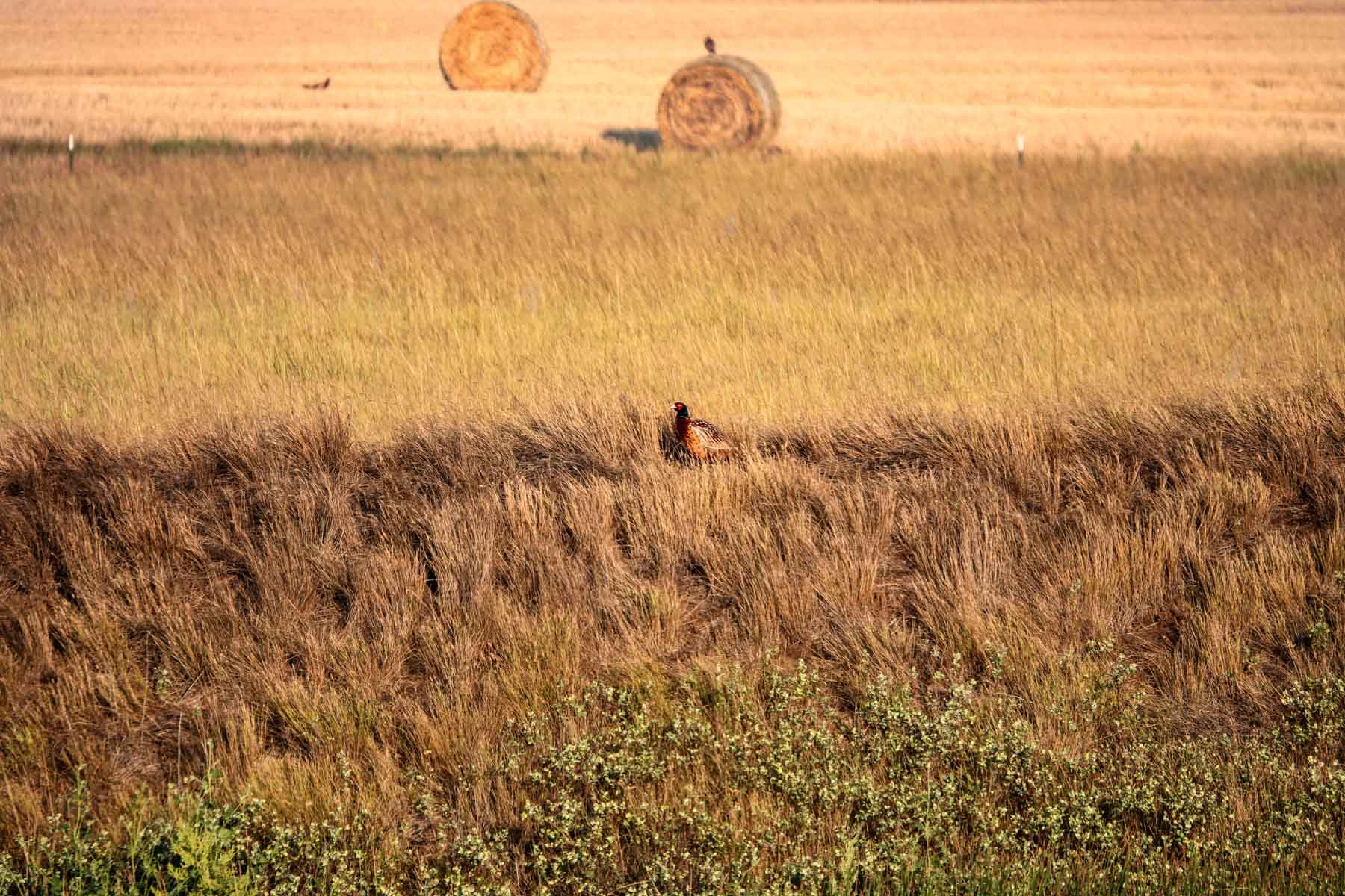 Sand Creek Bird Sanctuary property picture 33 of 59