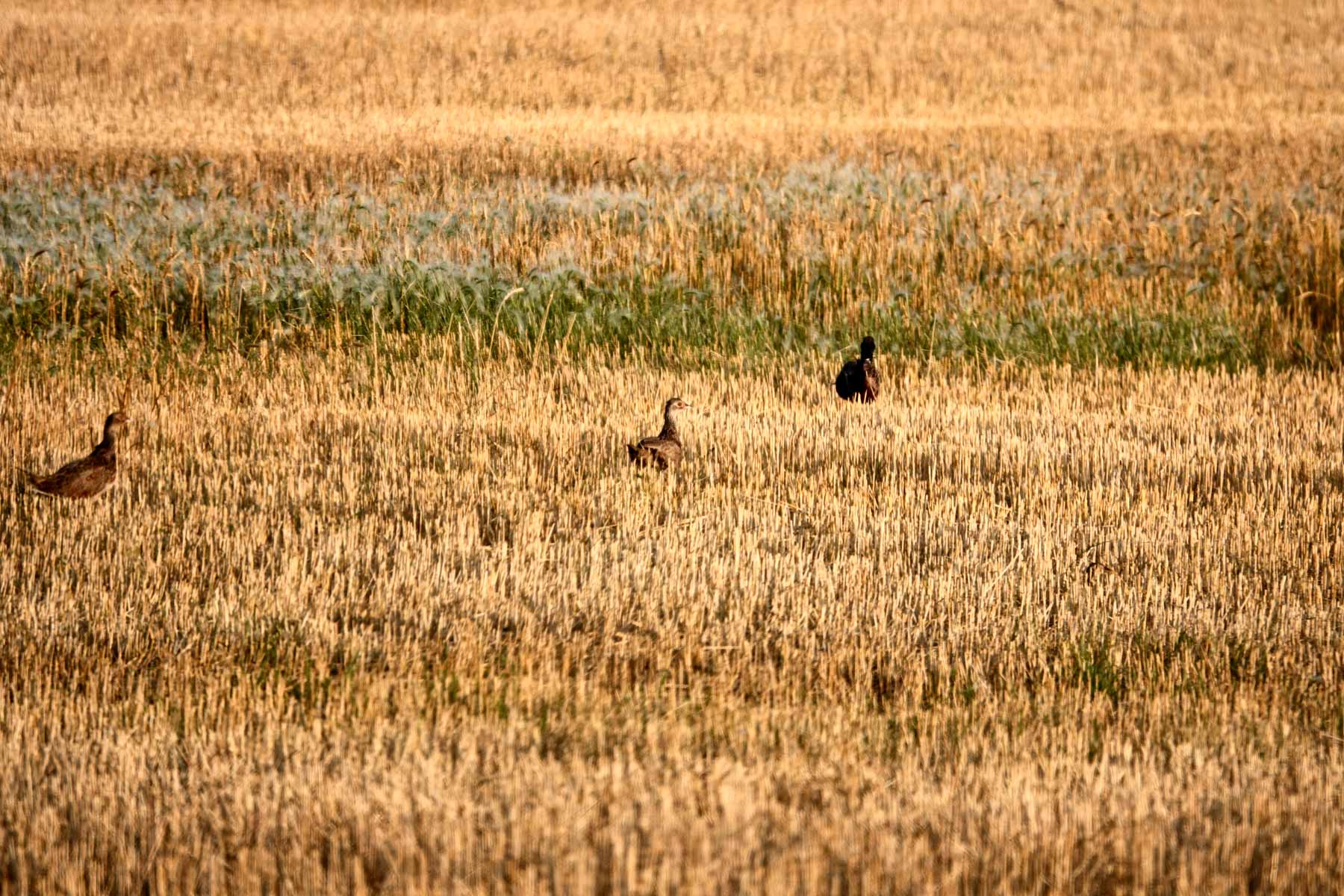 Sand Creek Bird Sanctuary Sold Montana Hall and Hall