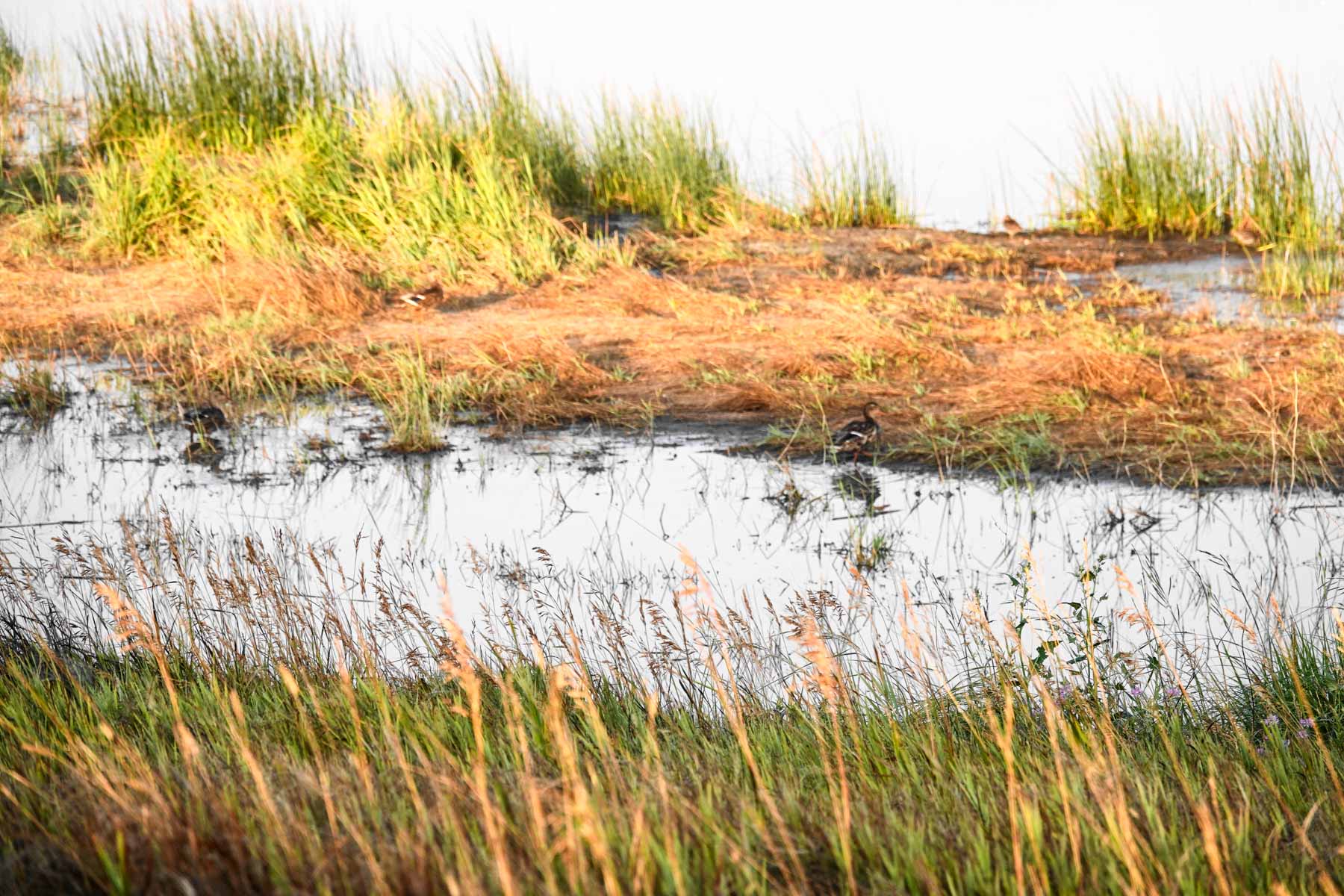 Sand Creek Bird Sanctuary Sold Montana Hall and Hall