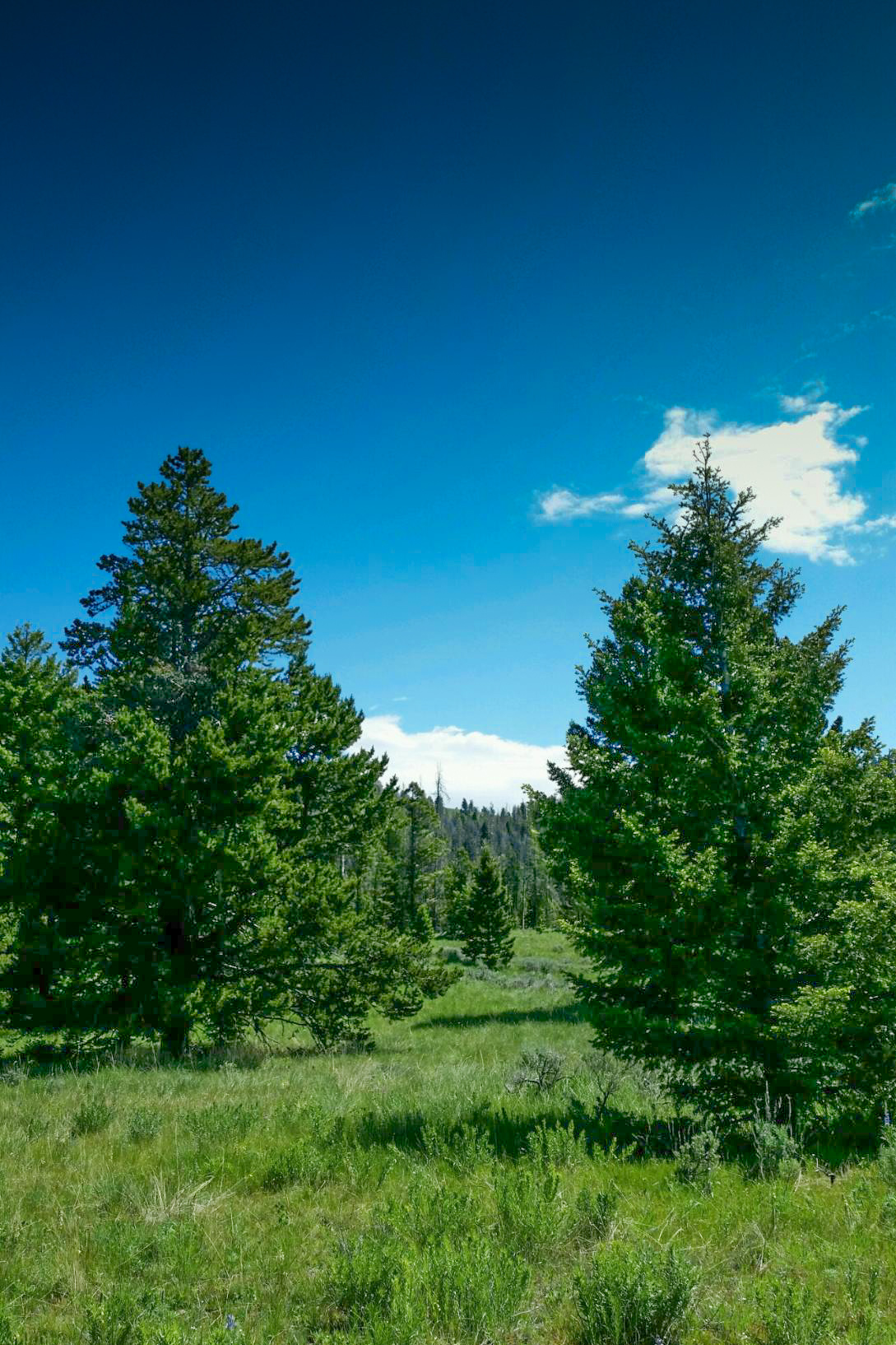 Silver King Ranch property picture 51 of 52