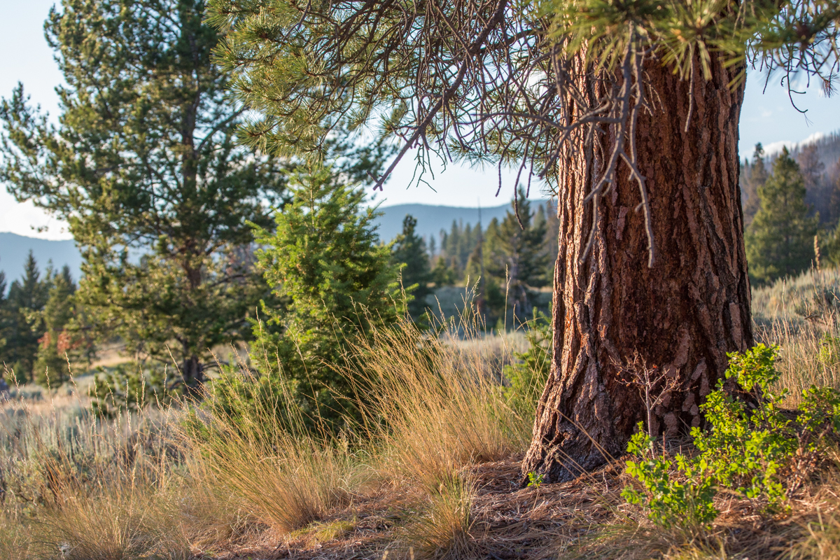 Silver King Ranch property picture 38 of 52