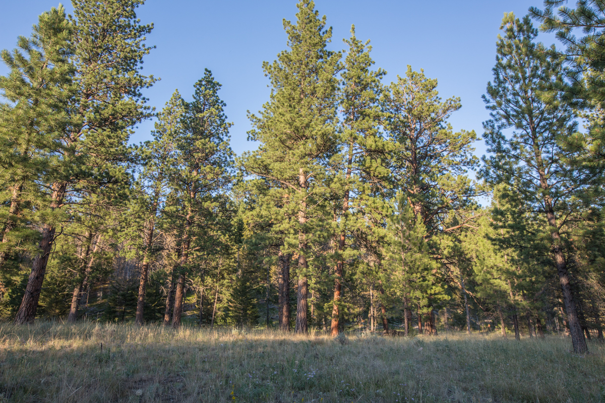 Silver King Ranch property picture 35 of 52