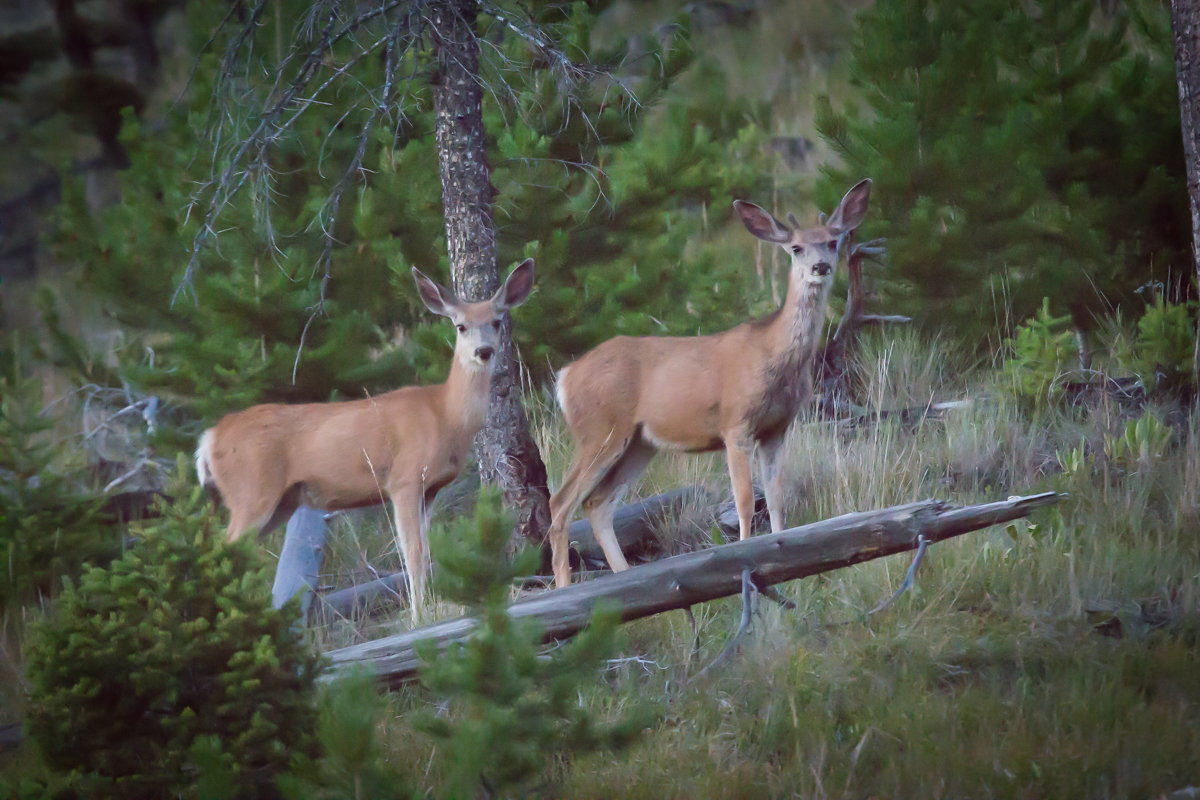 Silver King Ranch property picture 34 of 52