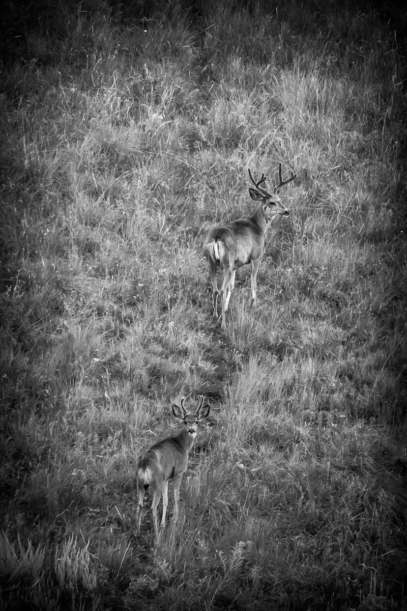 Silver King Ranch property picture 32 of 52