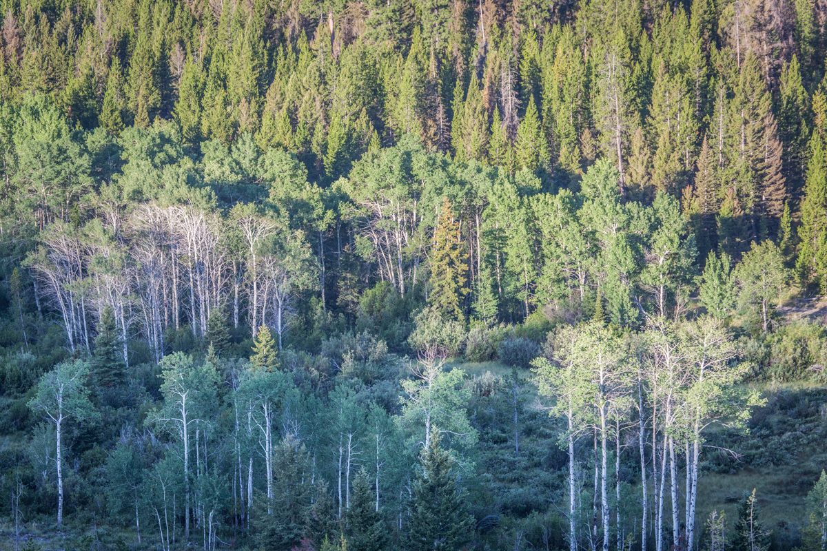 Silver King Ranch property picture 31 of 52