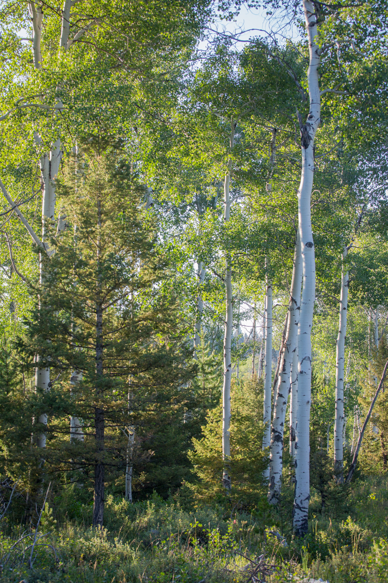 Silver King Ranch property picture 30 of 52