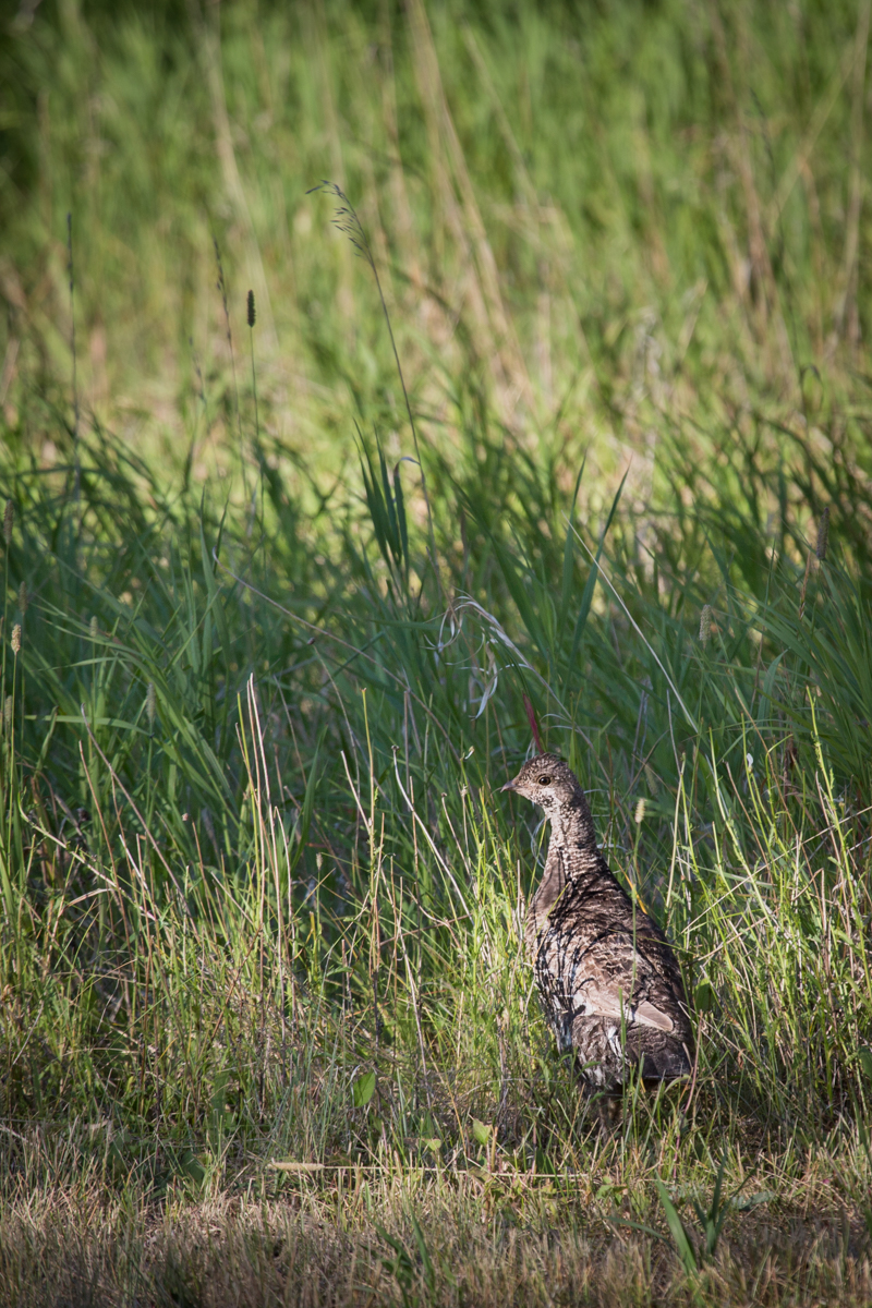 Silver King Ranch property picture 10 of 52