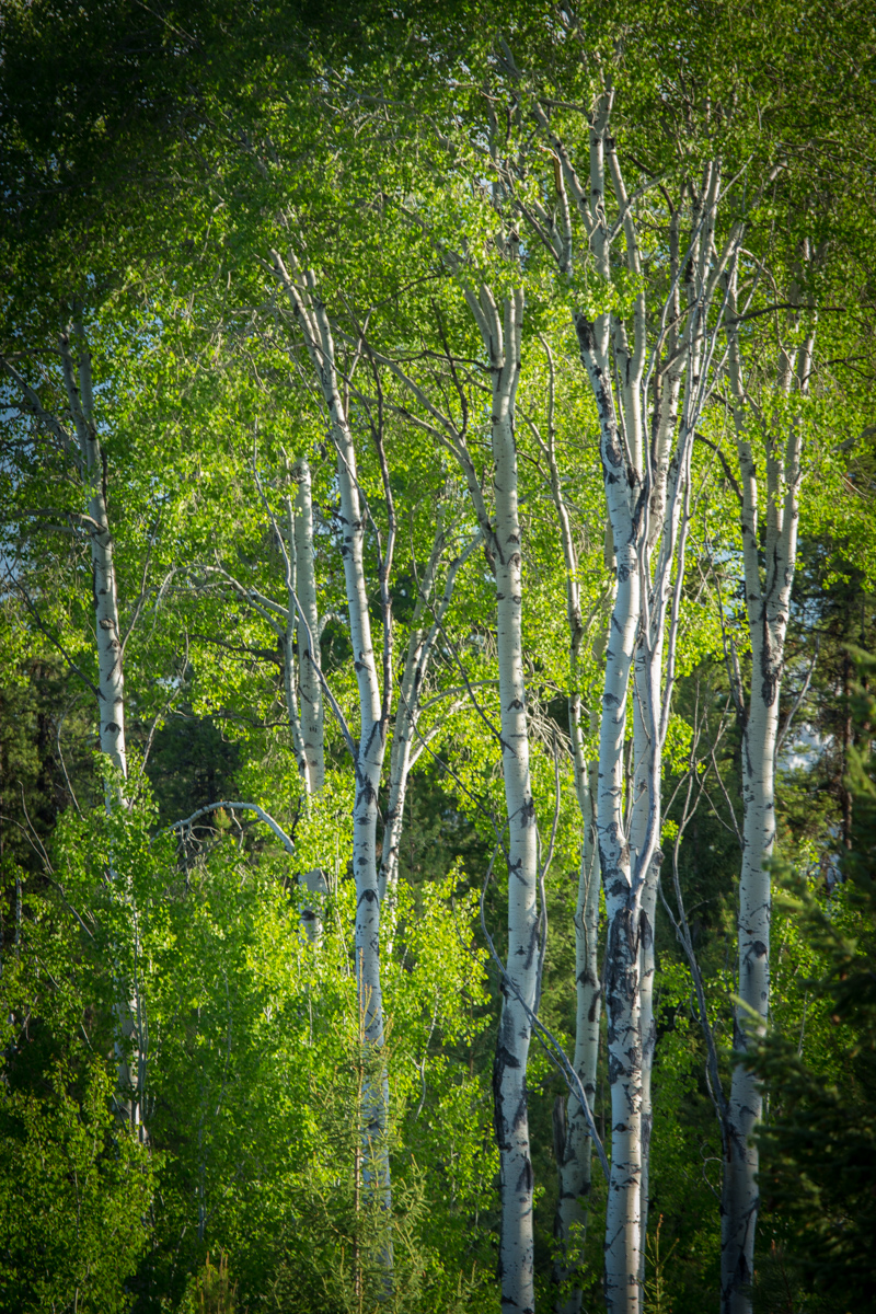 Holland Peak Retreat property picture 76 of 89