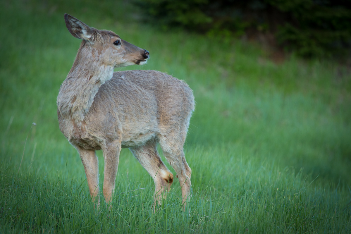 Holland Peak Retreat property picture 84 of 89
