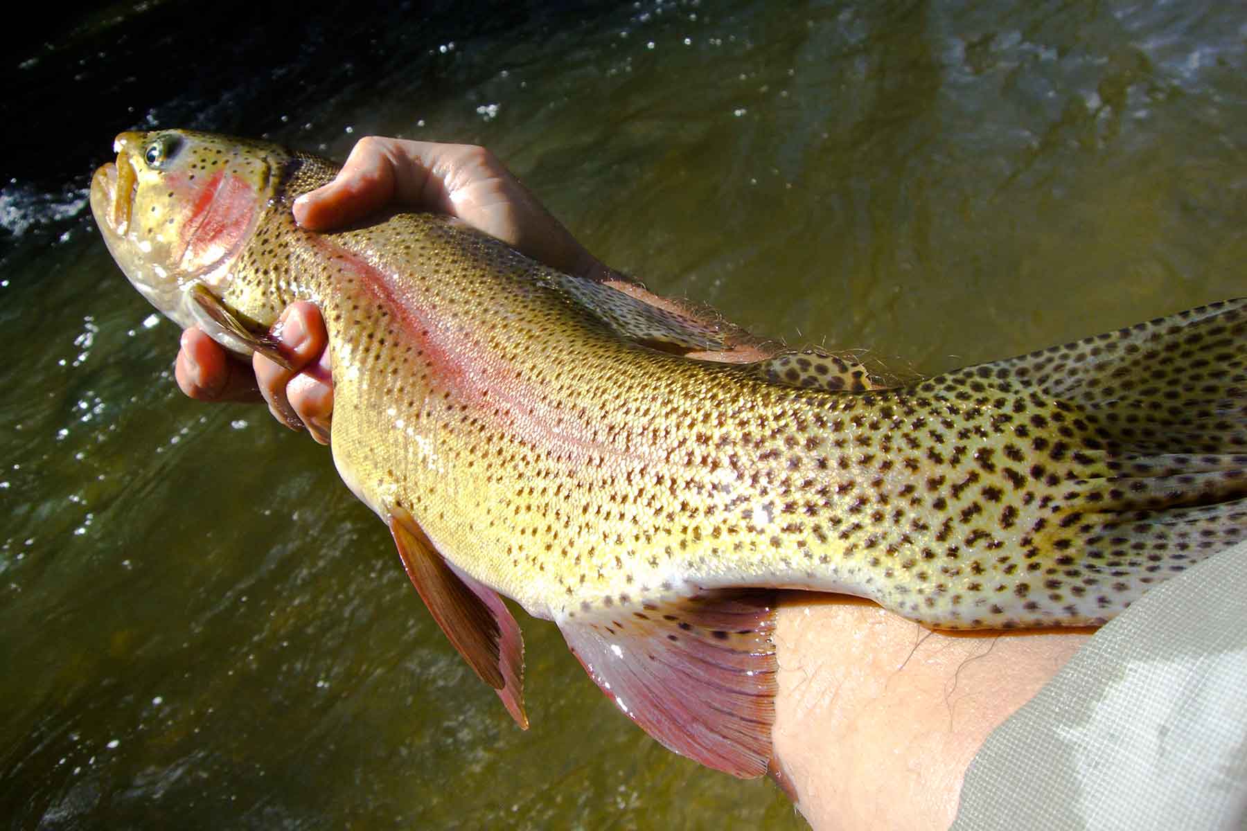 Saddleback Ranch property picture 10 of 52