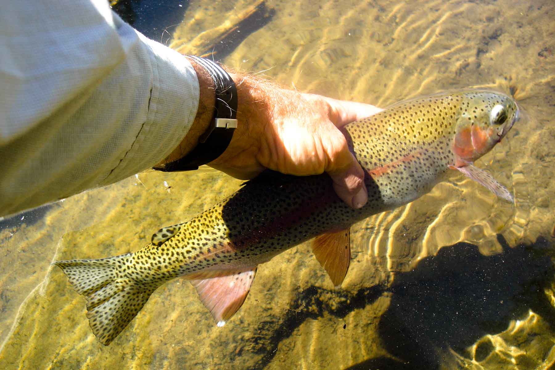 Saddleback Ranch property picture 9 of 52