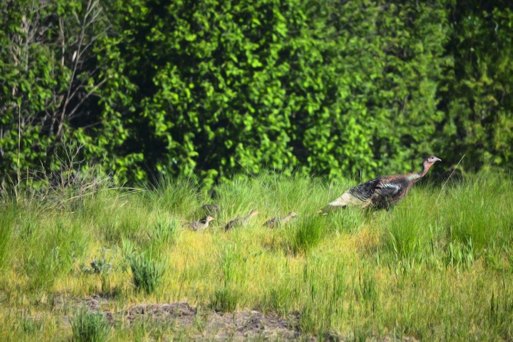Saddleback Ranch property picture 6 of 52