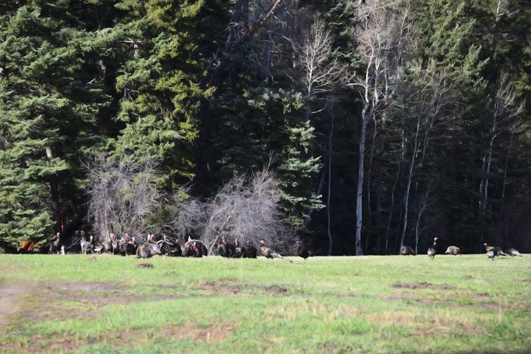 Saddleback Ranch property picture 3 of 52