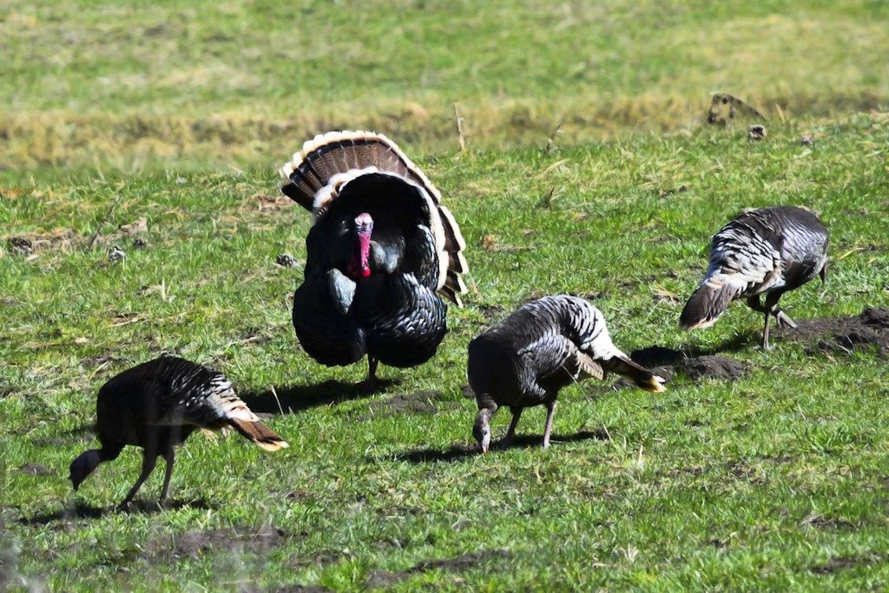 Saddleback Ranch property picture 52 of 52