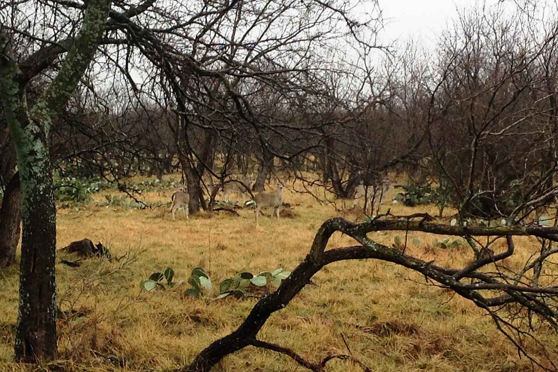 Lucky Star Ranch property picture 9 of 157