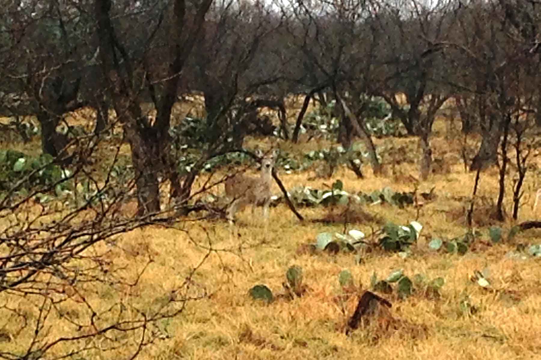 Lucky Star Ranch property picture 10 of 157