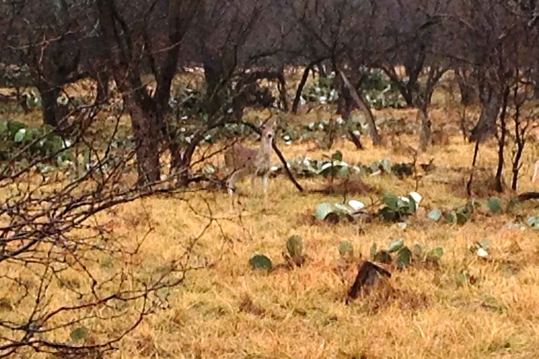 Lucky Star Ranch property picture 11 of 157