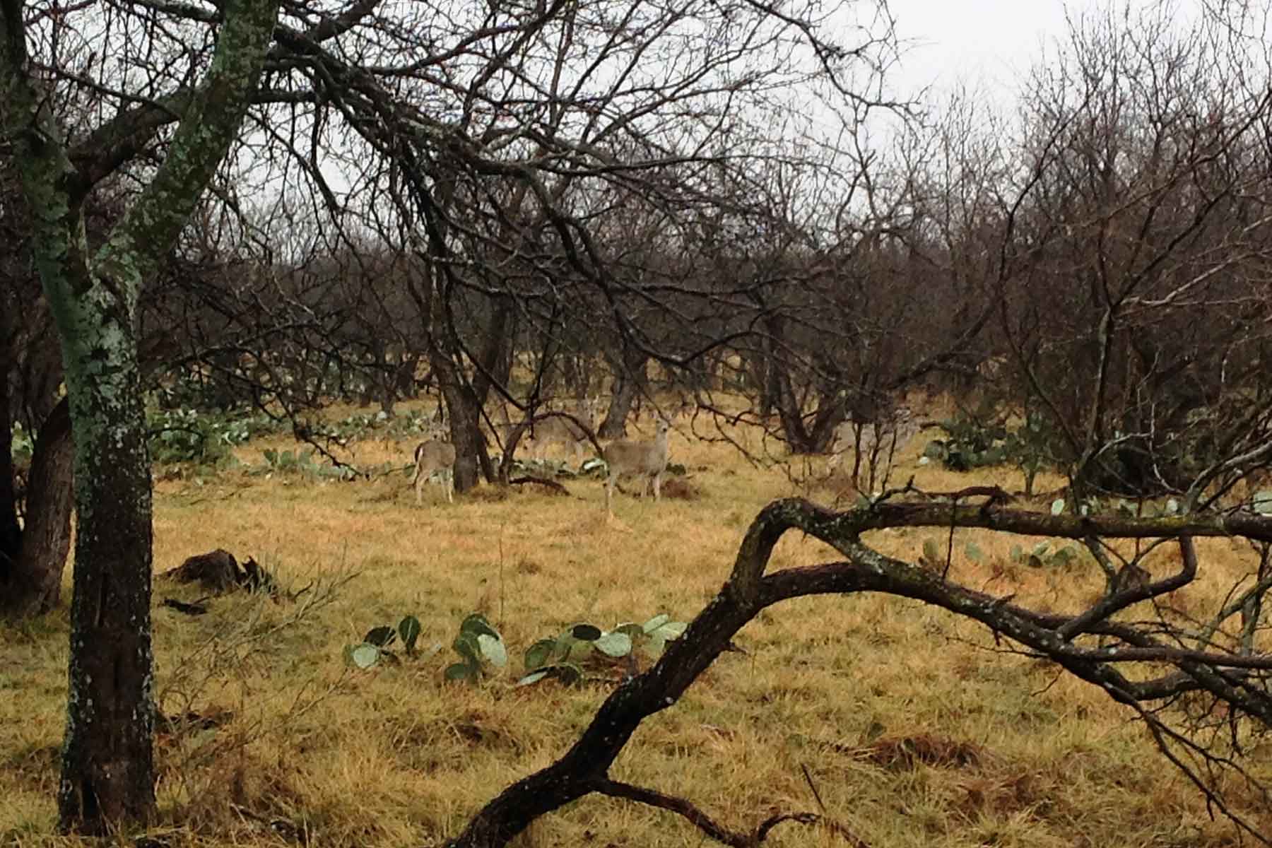 Lucky Star Ranch property picture 12 of 157