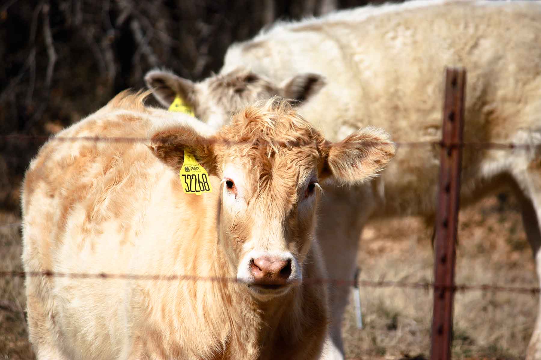 Lucky Star Ranch property picture 24 of 157