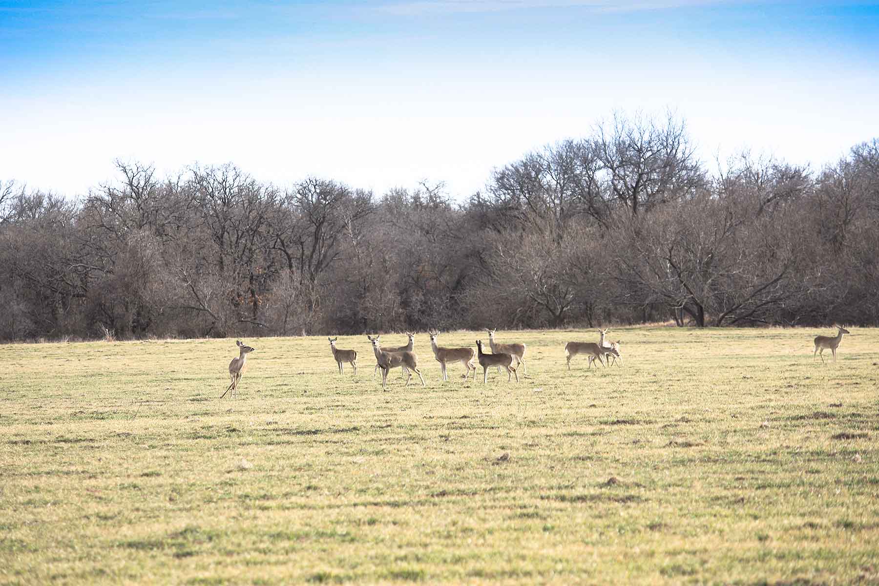 Lucky Star Ranch property picture 48 of 157