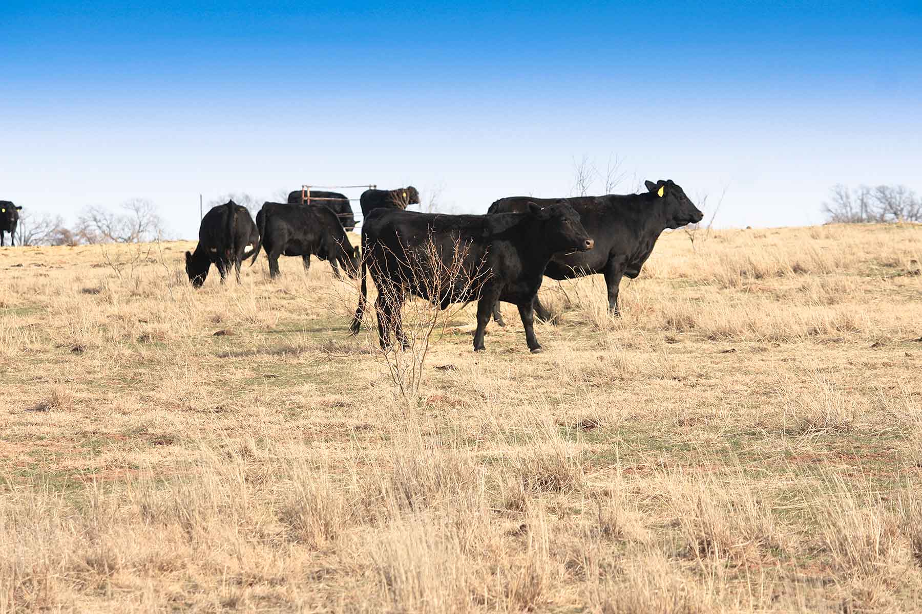 Lucky Star Ranch property picture 52 of 157