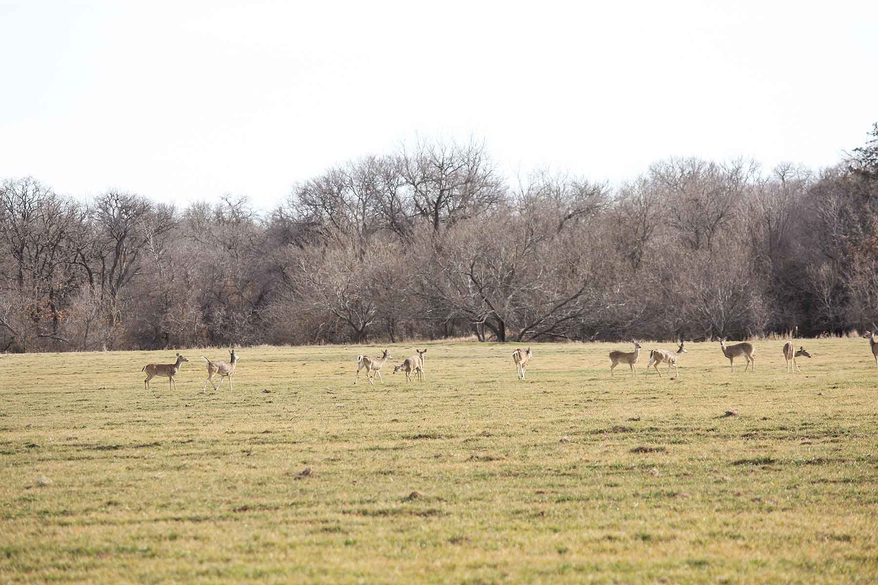 Lucky Star Ranch property picture 53 of 157
