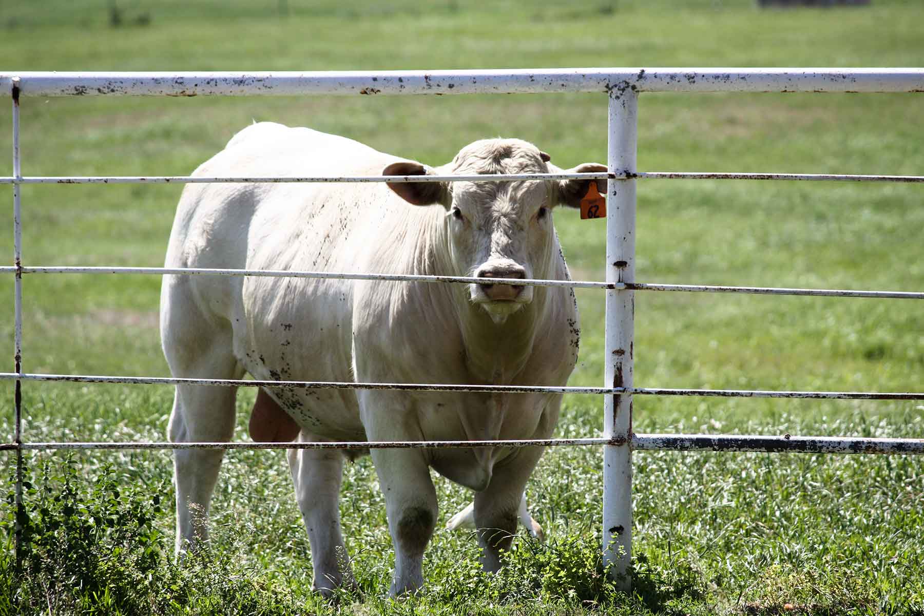 Lucky Star Ranch property picture 64 of 157