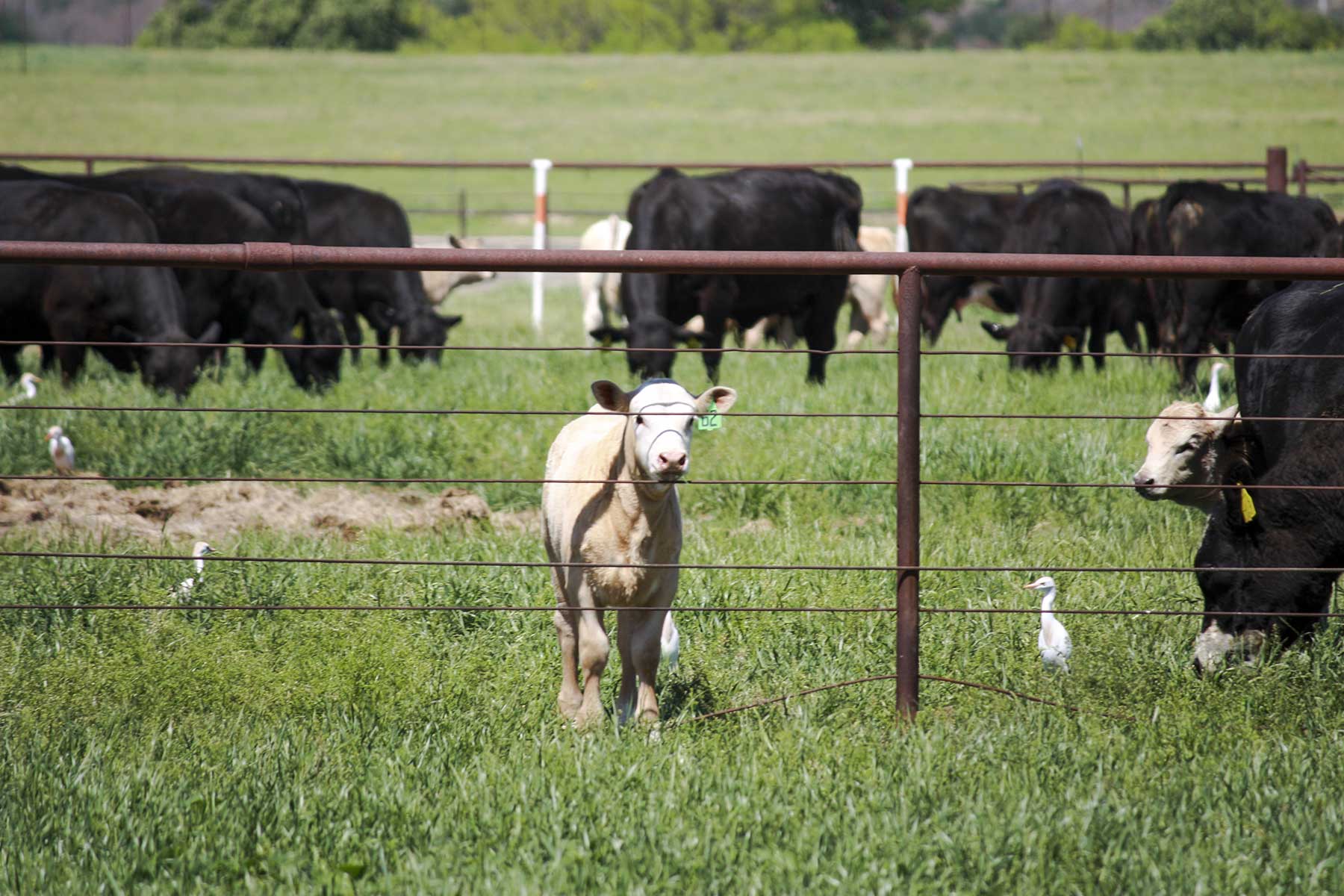 Lucky Star Ranch property picture 88 of 157