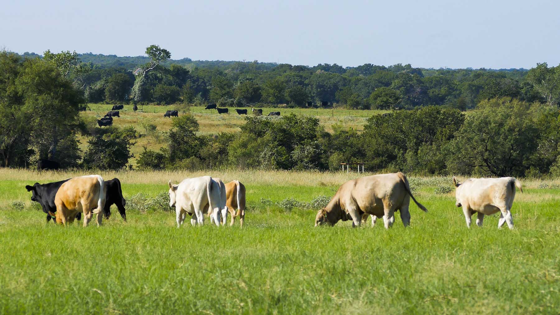 Lucky Star Ranch property picture 119 of 157
