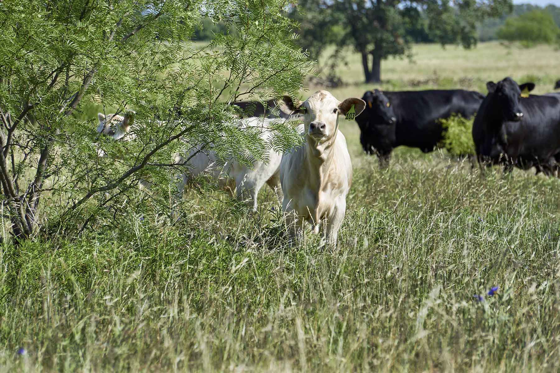 Lucky Star Ranch property picture 153 of 157