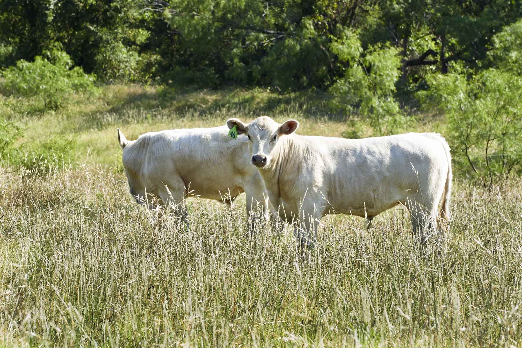 Lucky Star Ranch property picture 143 of 157
