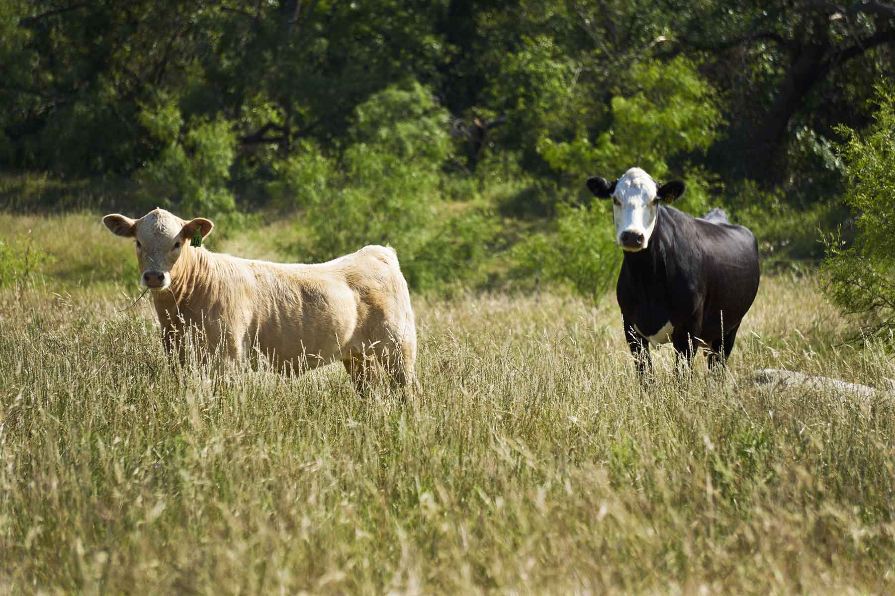 Lucky Star Ranch property picture 138 of 157