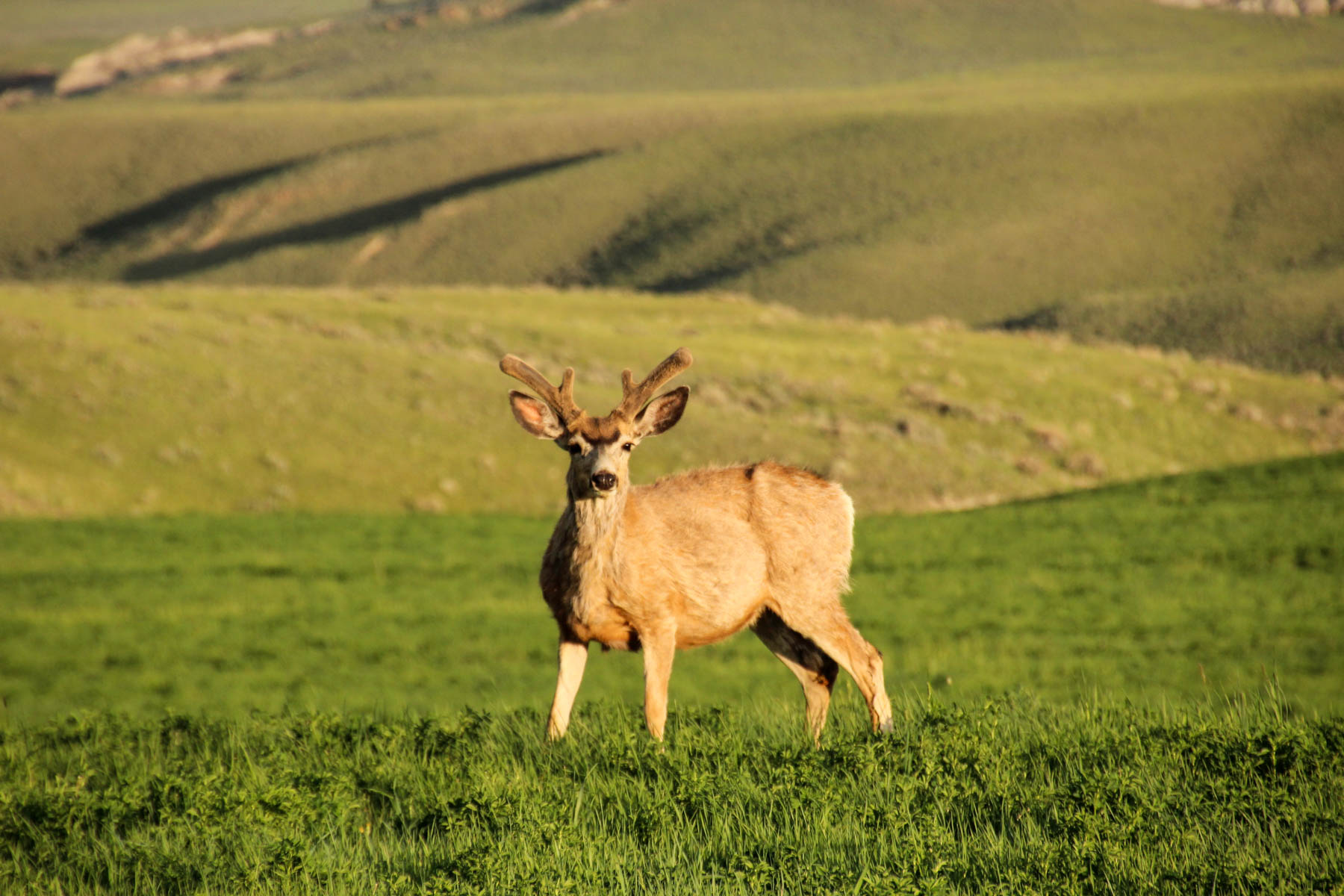 JA Land & Cattle property picture 15 of 47