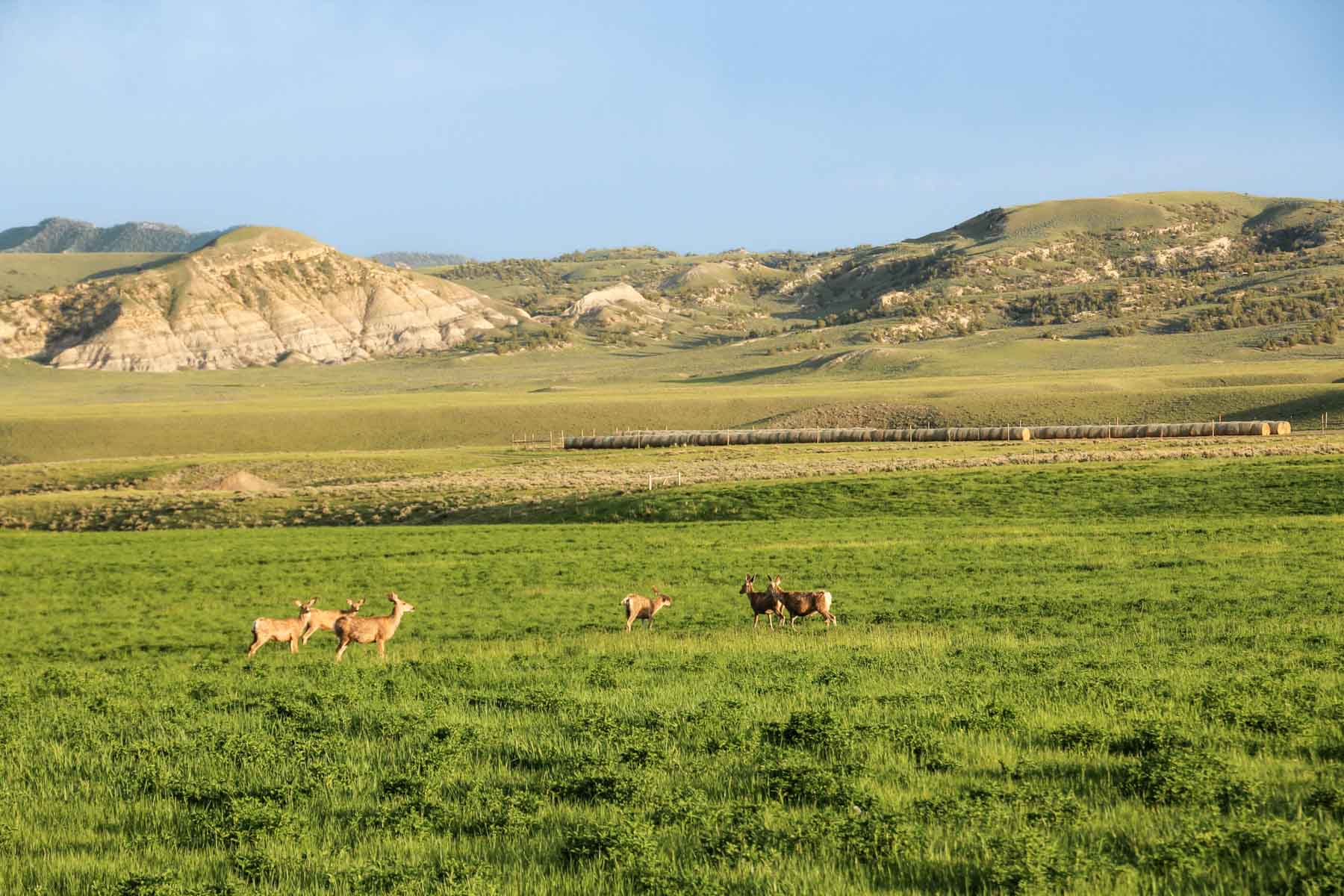 JA Land & Cattle property picture 22 of 47