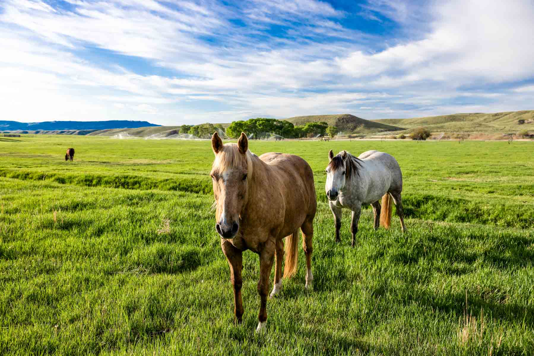 JA Land & Cattle property picture 3 of 47