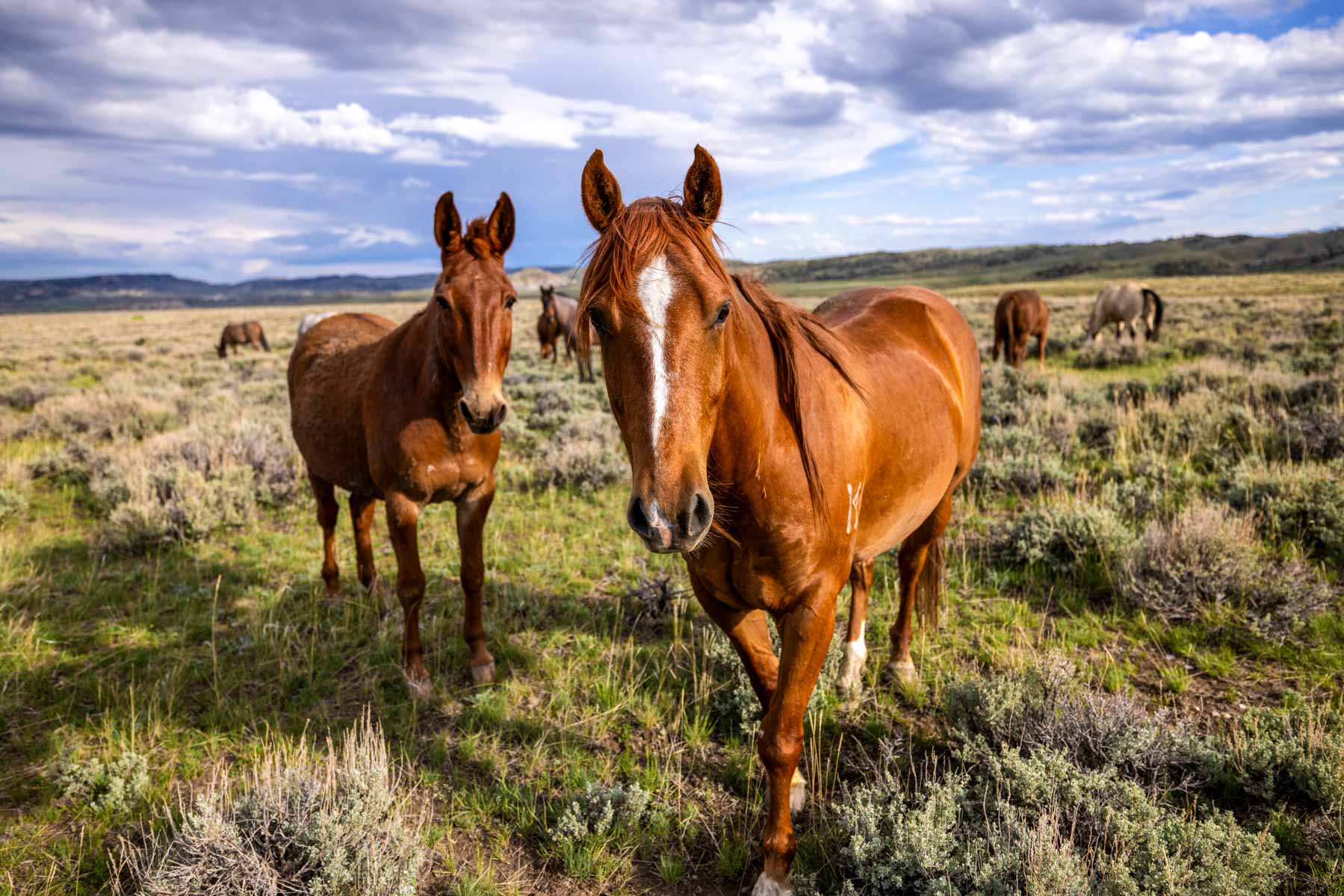 JA Land & Cattle property picture 8 of 47