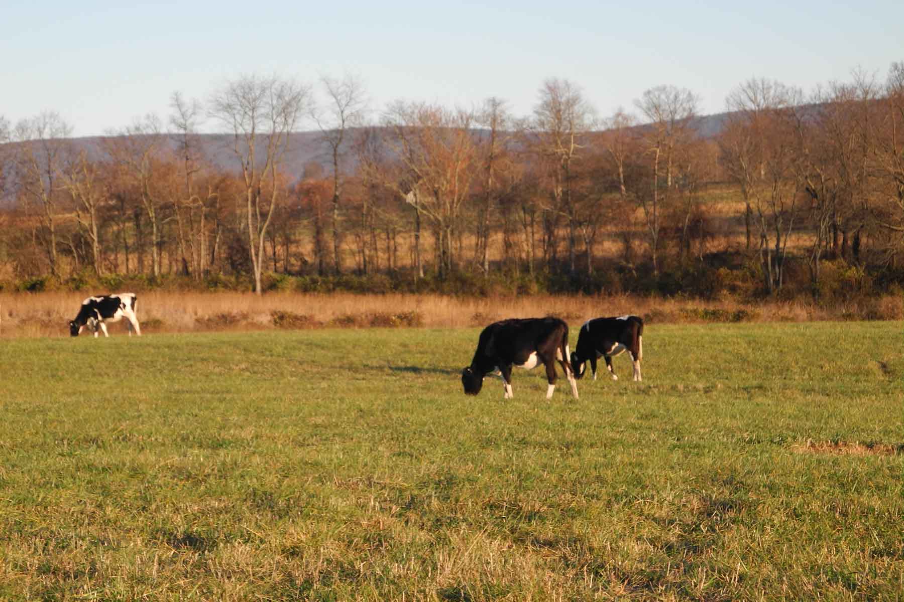 Clifton Farm property picture 96 of 103