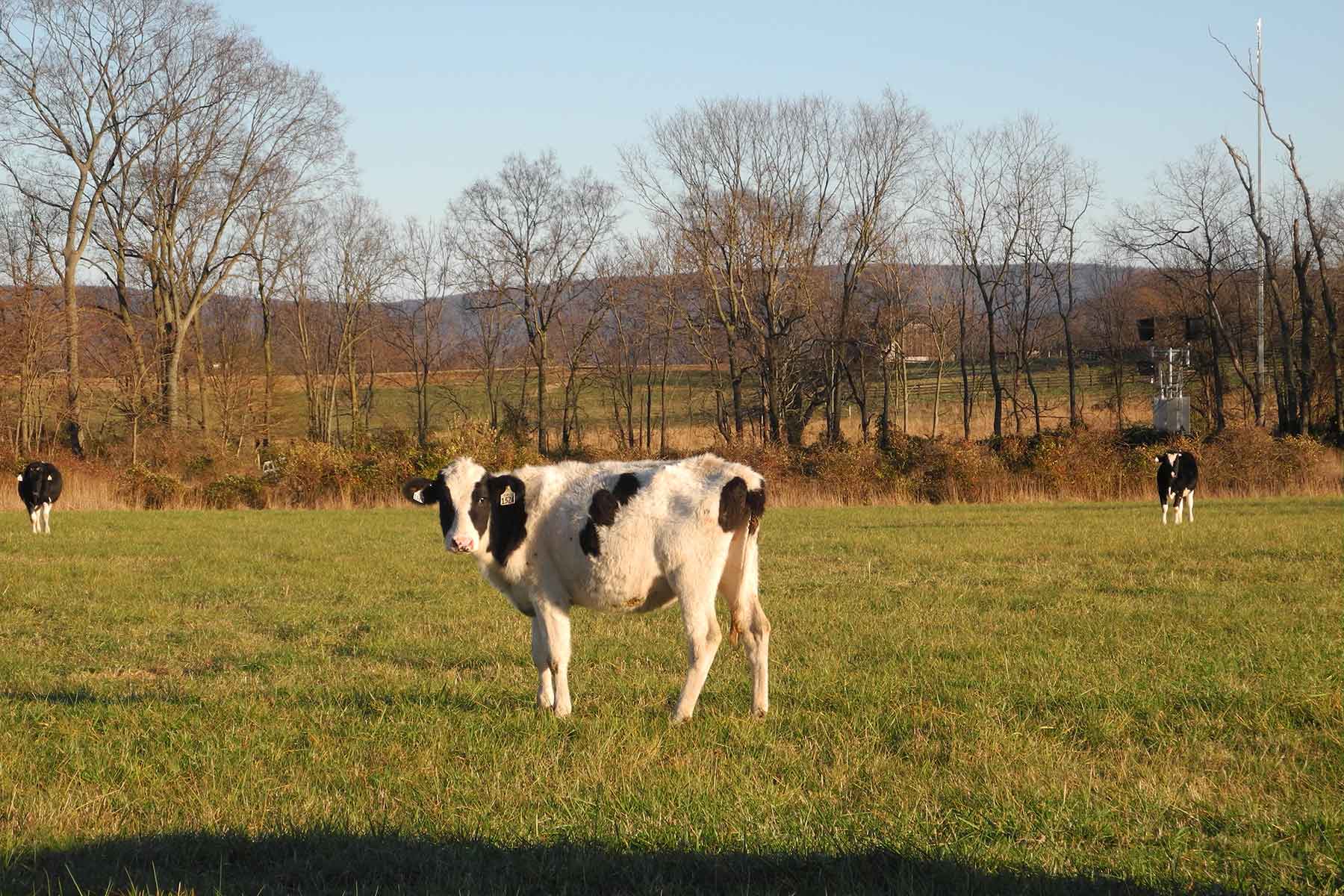 Clifton Farm property picture 95 of 103
