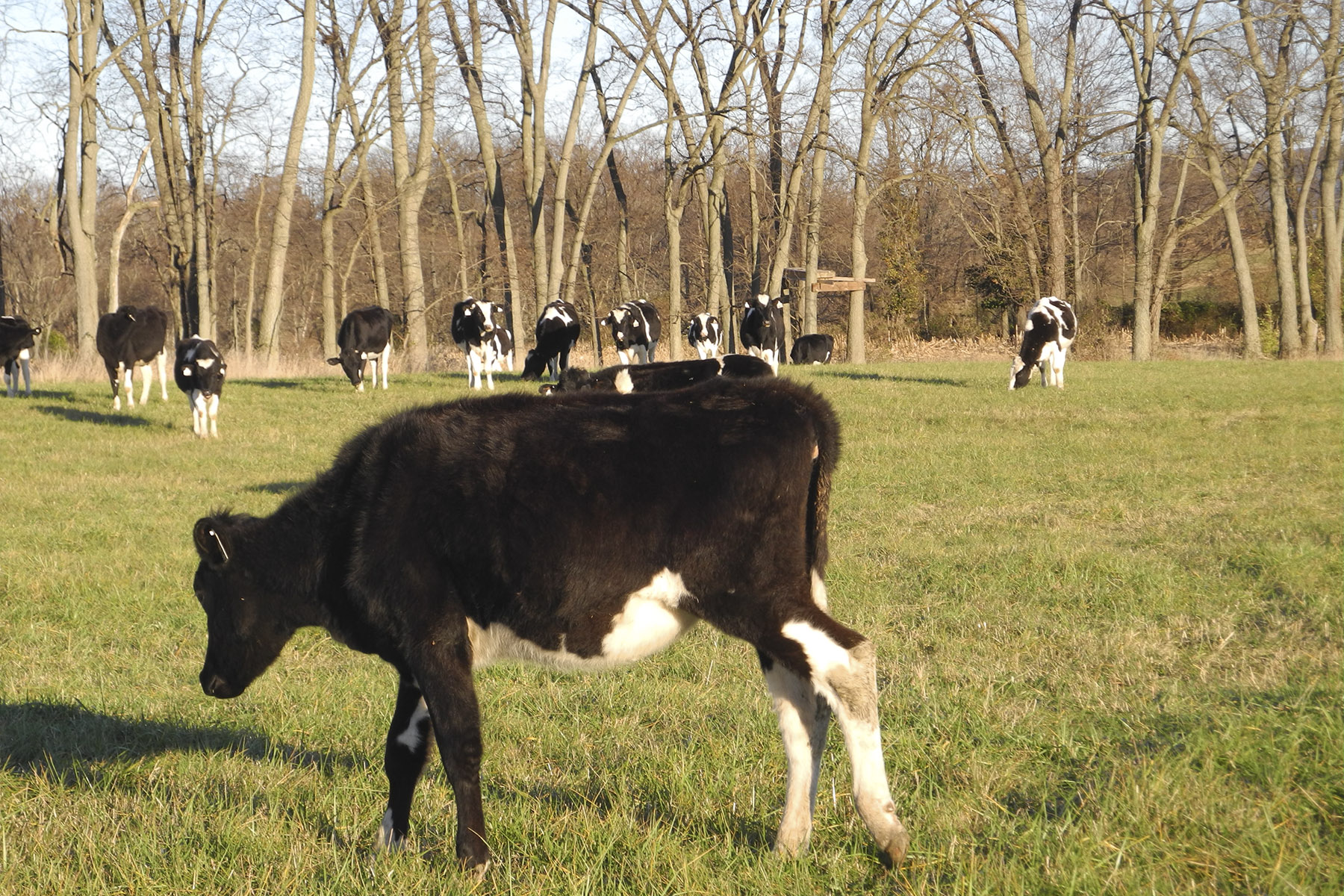 Clifton Farm property picture 97 of 103