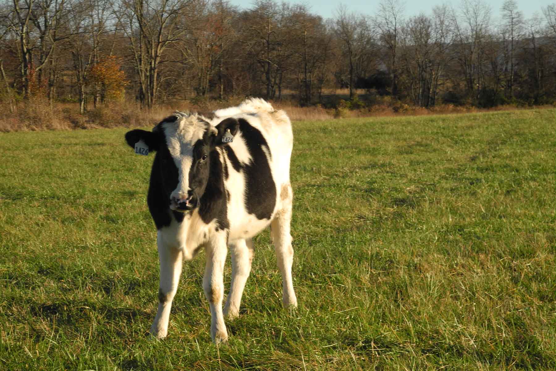 Clifton Farm property picture 99 of 103