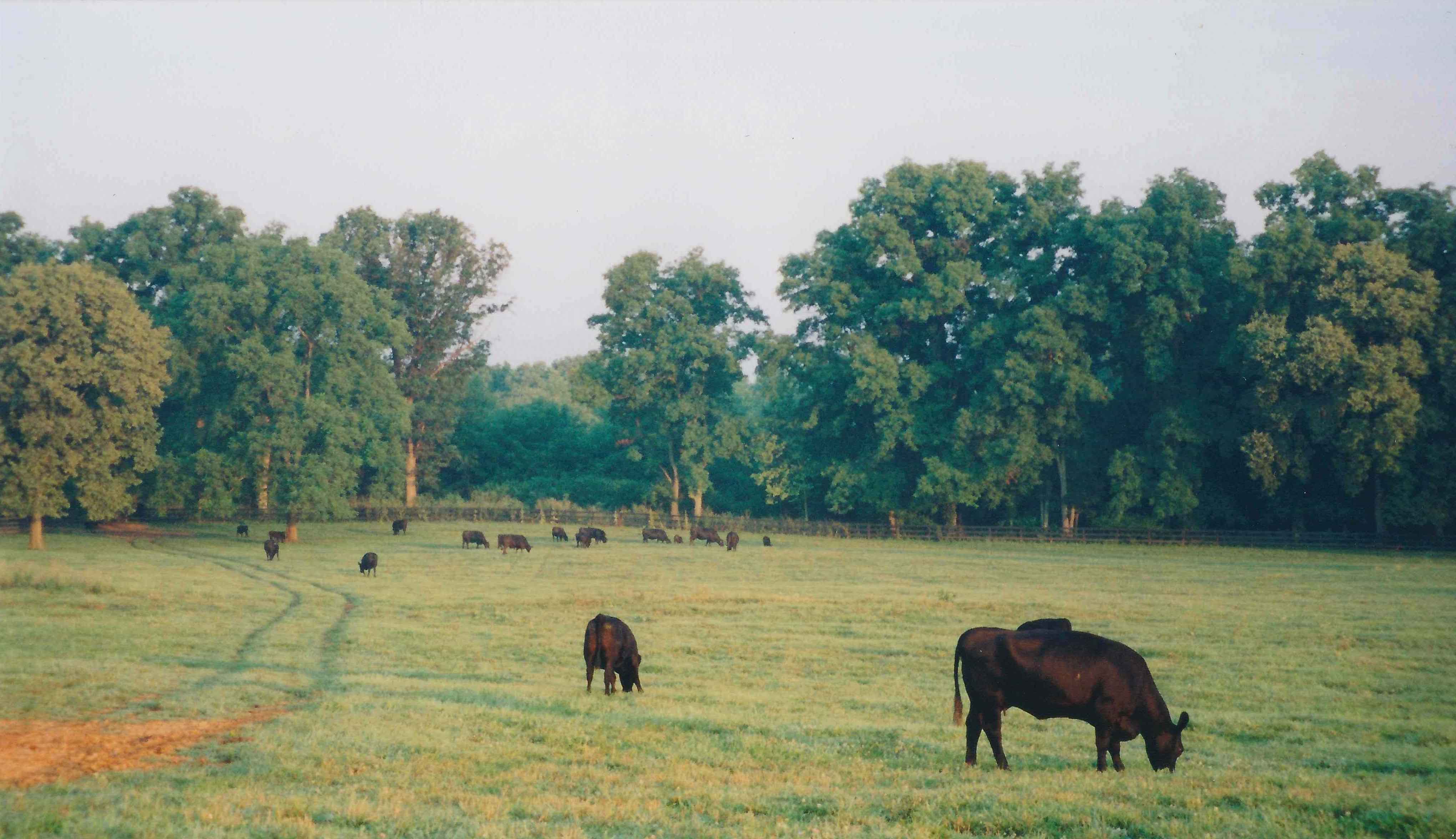 Clifton Farm property picture 94 of 103